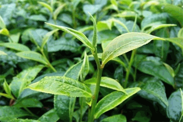 峰之茗茶业