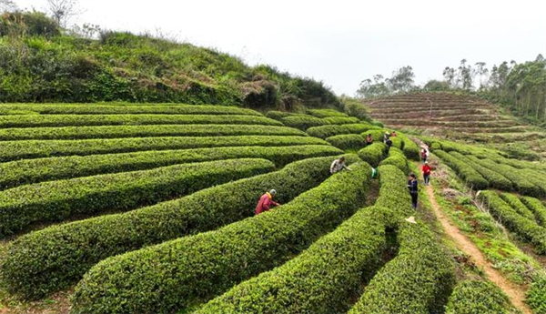 峰之茗茶业