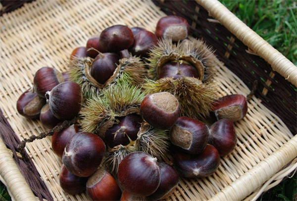 鑫满栗休闲食品