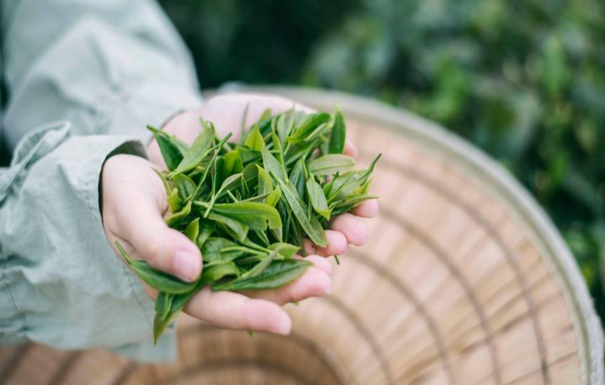 八友茶业