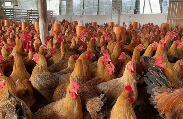 华都肉鸡