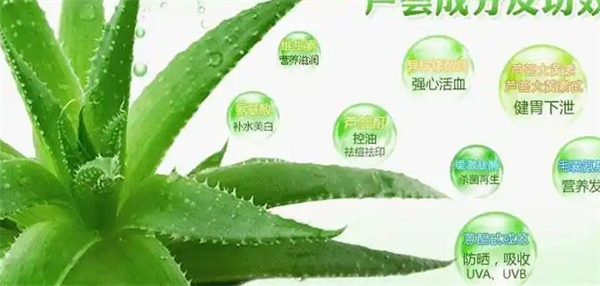花荟芦荟
