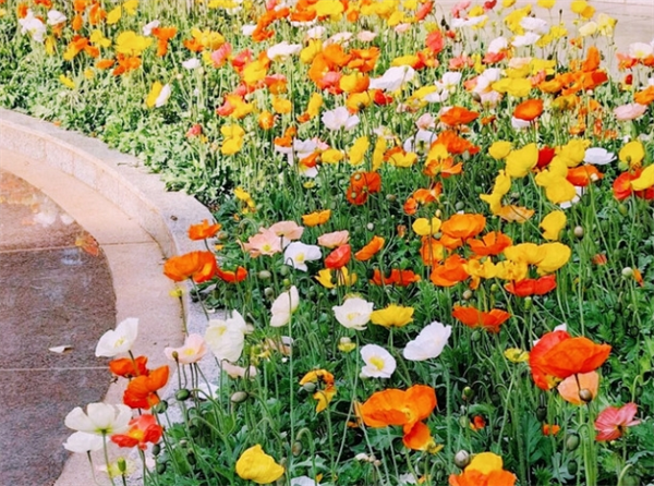 都市花香