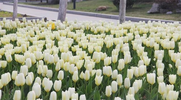 都市花香