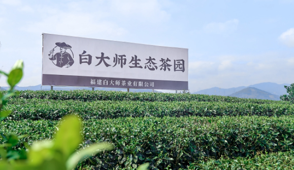 白大师福鼎白茶