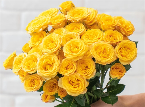 花之苑鲜花