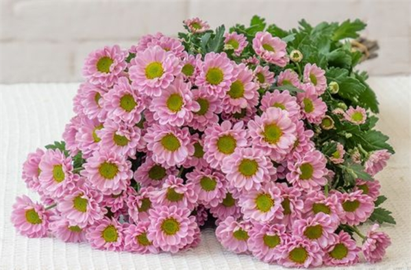 花之苑鲜花