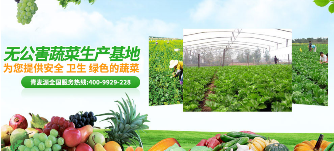青麦源