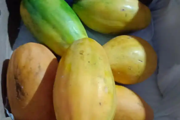 香菠萝水果加盟