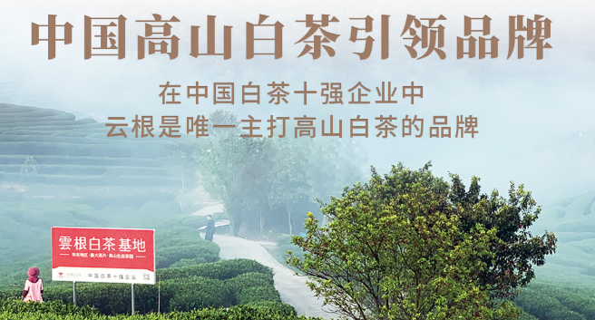 云根茶业