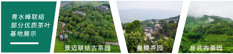 青水峰茶叶