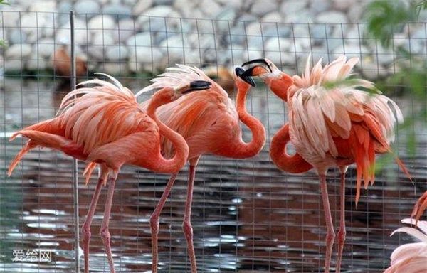 FlamingoBloom小红鹤茶饮