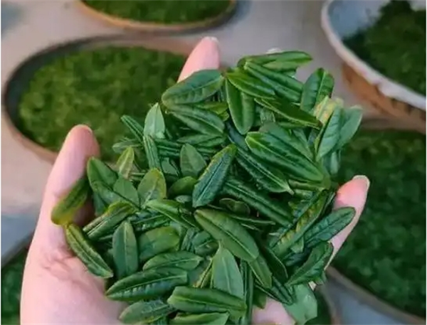 六安瓜片