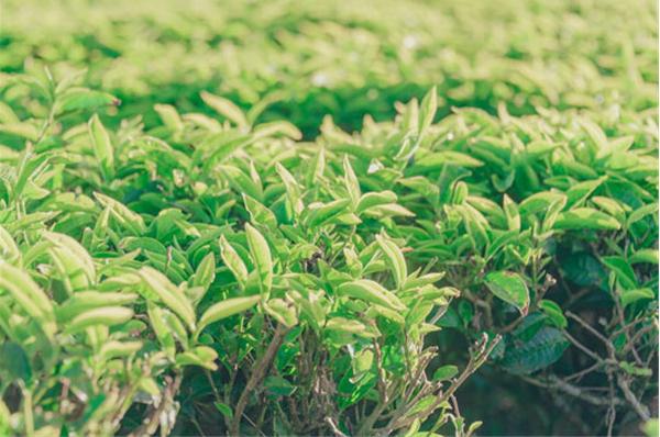 紫霞茶业加盟