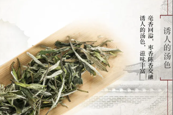 陈源泰白茶加盟
