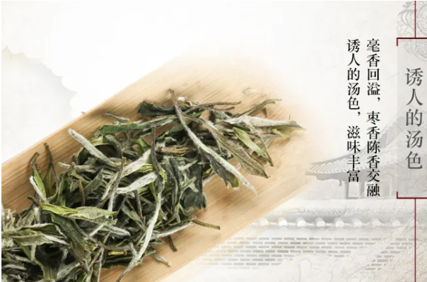 陈源泰白茶加盟