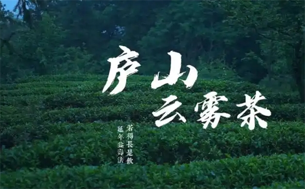 庐山云雾茶