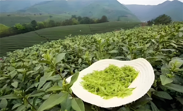 庐山云雾茶