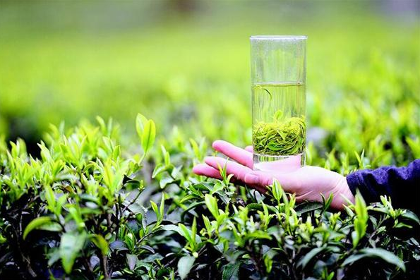 恩施玉露茶叶加盟