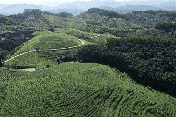 太平猴魁茶叶加盟