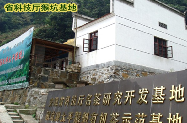 太平猴魁茶叶加盟
