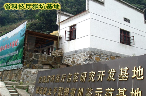 太平猴魁茶叶加盟
