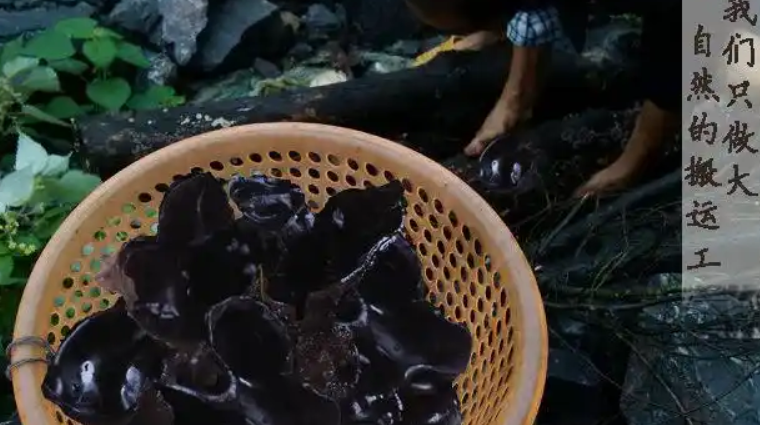 黑尊食品