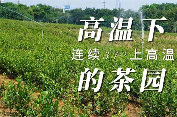 福瑞璟茶业