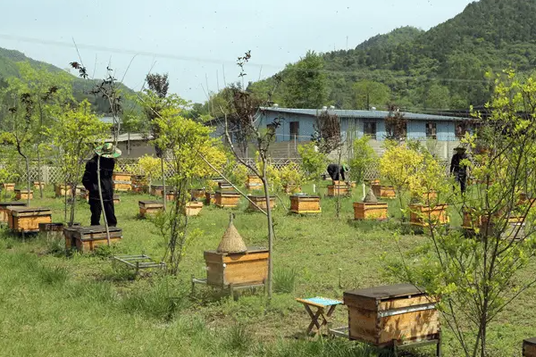 上海开上海蜜蜂店赚钱吗？蜂蜜加工公司店赚钱吗？