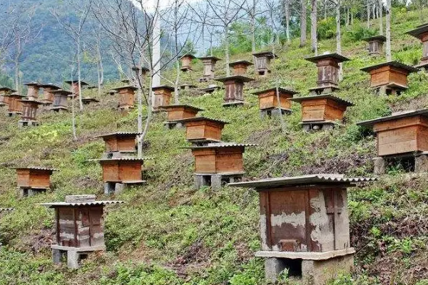 上海养蜂场店赚钱吗？上海蜜蜂养殖基地店赚钱吗？