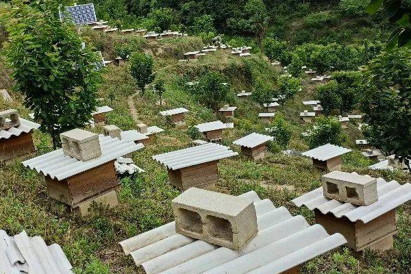 上海养蜂场店赚钱吗？上海蜜蜂养殖基地店赚钱吗？