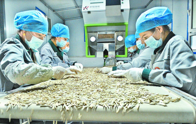 上海瓜子厂投资多少？上海瓜子厂投资成本全解析