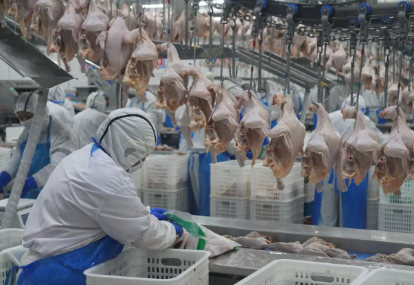 上海小型鸡肉加工厂投资多少？上海小型鸡肉加工厂投资指南