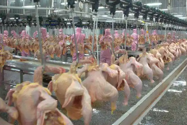 上海小型鸡肉加工厂投资多少？上海小型鸡肉加工厂投资指南
