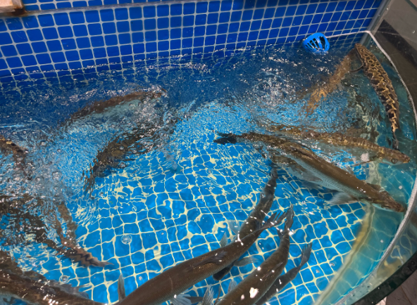 上海开开海鲜门市要投资多少钱？上海开海鲜门市投资指南