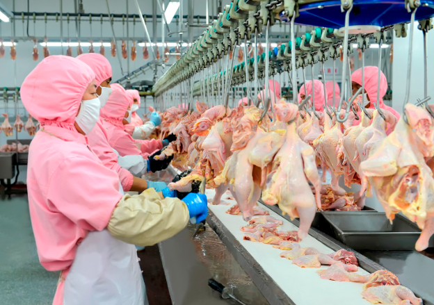 上海小型鸡肉加工厂投资多少？上海小型鸡肉加工厂投资指南