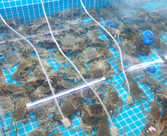 上海开大闸蟹店投资需要多少钱？投资成本全解析