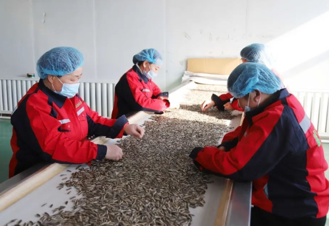 上海开一个瓜子厂要投资多少钱？全流程成本拆解与运营策略