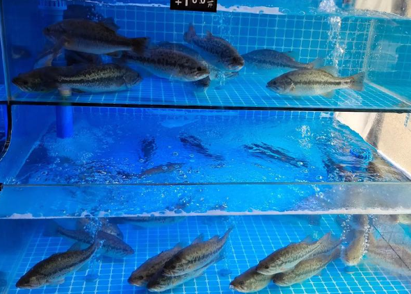 开个水产店大概多少钱？全流程成本解析与盈利指南