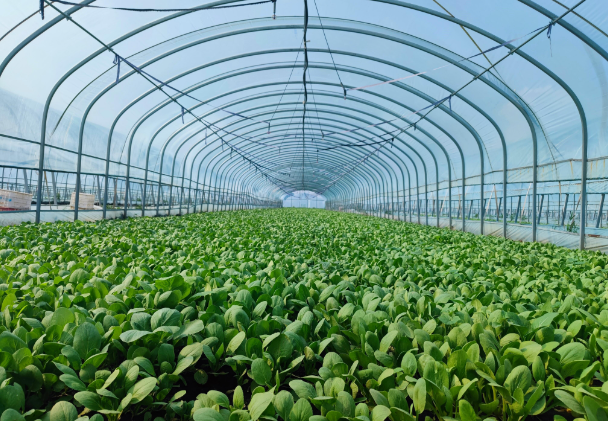 上海开蔬菜种植基地店要多少钱？详细费用分析
