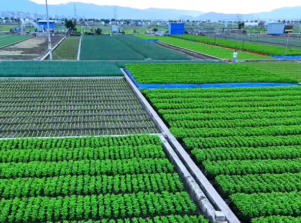上海开蔬菜种植基地店要多少钱？详细费用分析