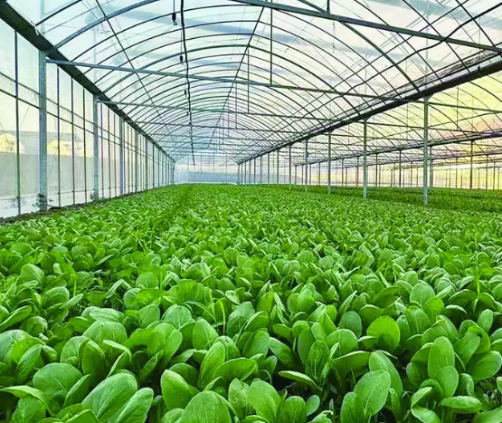 上海开蔬菜种植基地店要多少钱？详细费用分析