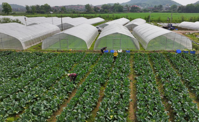 上海开蔬菜种植基地店要多少钱？详细费用分析