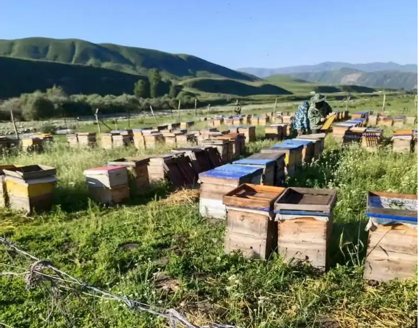 开养蜂场要多少钱？全面解析启动成本