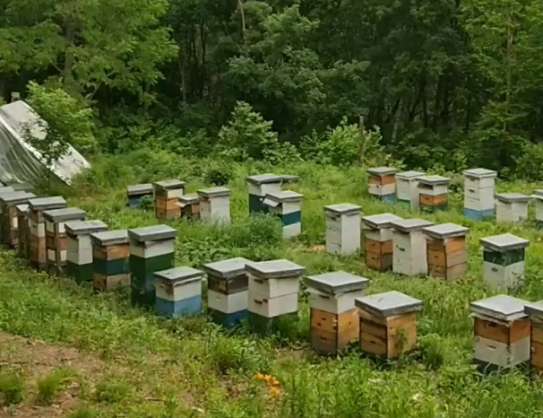 开养蜂场要多少钱？全面解析启动成本