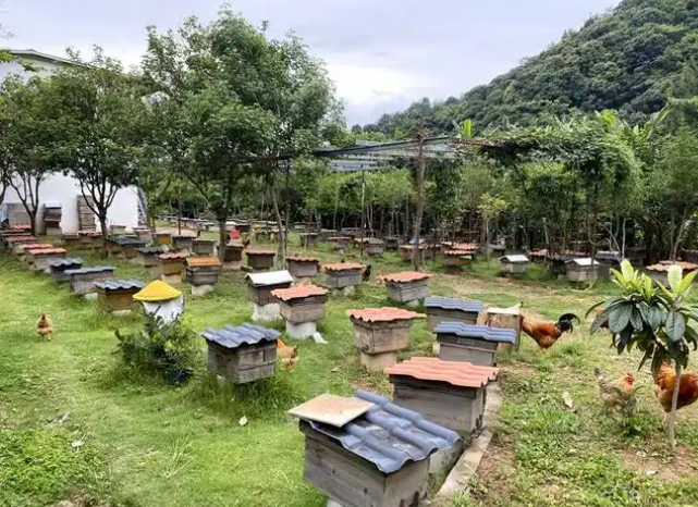 开养蜂场要多少钱？全面解析启动成本