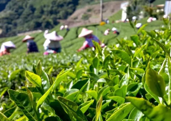 茶圣居茶叶