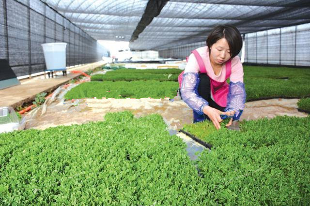 看湖北女大学生在菜地里如何漂亮的逆袭