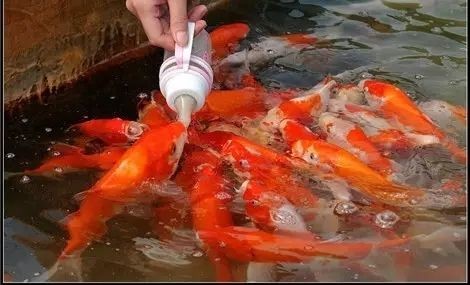 鱼你同乐吃奶鱼