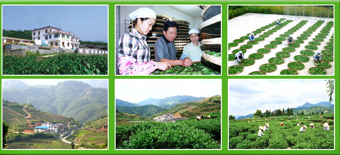茗山生态茶加盟 茗山生态茶